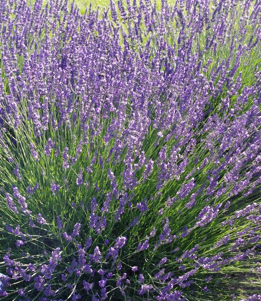 Lavandula intermedia Phenomenal 'Niko'